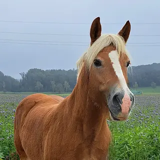 Vorschaubild Nr. 1 zu Reitbeteiligung in 8239 Dörflingen