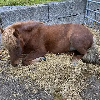 Vorschaubild Nr. 2 zu Reitbeteiligung in 8133 Esslingen