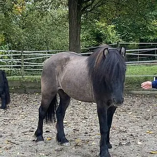 Vorschaubild Nr. 2 zu Reitbeteiligung in 8953 Dietikon