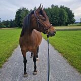 Vorschaubild Nr. 2 zu Reitbeteiligung in 8635 Dürnten