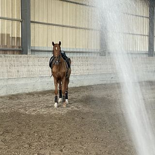 Vorschaubild Nr. 1 zu Reitbeteiligung in 4123 Allschwil