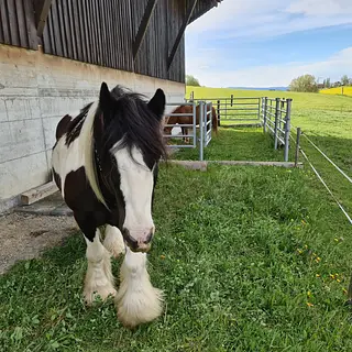 Vorschaubild Nr. 1 zu Reitbeteiligung in 3132 Riggisberg