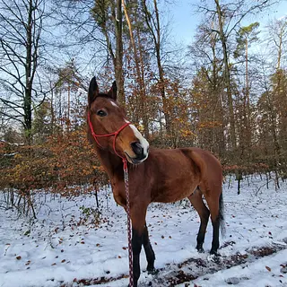 Vorschaubild Nr. 1 zu Reitbeteiligung in 8602 Wangen b. Dübendorf