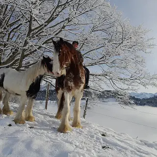 Vorschaubild Nr. 2 zu Reitbeteiligung in 3624 Schwendibach