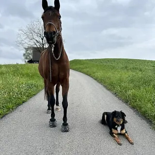 Vorschaubild Nr. 1 zu Reitbeteiligung in 8634 Hombrechtikon