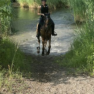 Vorschaubild Nr. 2 zu Reitbeteiligung in 4123 Allschwil