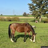 Vorschaubild Nr. 2 zu Reitbeteiligung in 8303 Bassersdorf