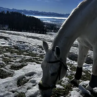 Vorschaubild Nr. 2 zu Reitbeteiligung in 8335 Hittnau