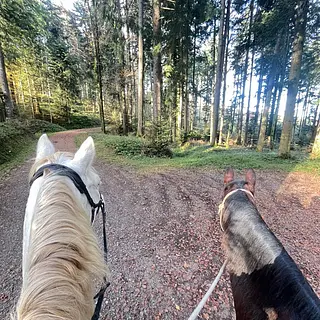 Vorschaubild Nr. 1 zu Reitbeteiligung in 9053 Teufen AR