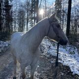 Vorschaubild Nr. 1 zu Reitbeteiligung in 8304 Wallisellen