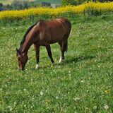 Vorschaubild Nr. 1 zu Reitbeteiligung in 5426 Lengnau AG