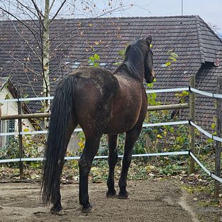 Vorschaubild Nr. 2 zu Reitbeteiligung in 5512 Wohlenschwil