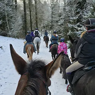 Vorschaubild Nr. 2 zu Reitbeteiligung in 4806 Wikon