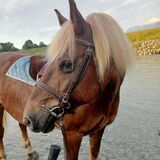 Vorschaubild Nr. 1 zu Reitbeteiligung in 7320 Sargans