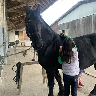 Vorschaubild Nr. 1 zu Reitbeteiligung in 8412 Aesch (Neftenbach)