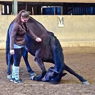 Vorschaubild Nr. 2 zu Reitbeteiligung in 8916 Jonen