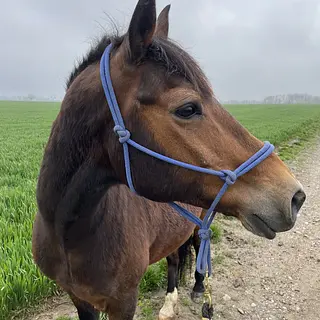 Vorschaubild Nr. 1 zu Reitbeteiligung in 4105 Biel-Benken BL