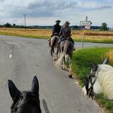 Vorschaubild Nr. 1 zu Reitbeteiligung in 9402 Mörschwil