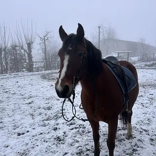 Vorschaubild Nr. 1 zu Reitbeteiligung in 8618 Oetwil am See