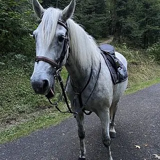 Vorschaubild Nr. 1 zu Reitbeteiligung in 6314 Neuägeri