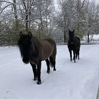 Vorschaubild Nr. 2 zu Reitbeteiligung in 8953 Dietikon