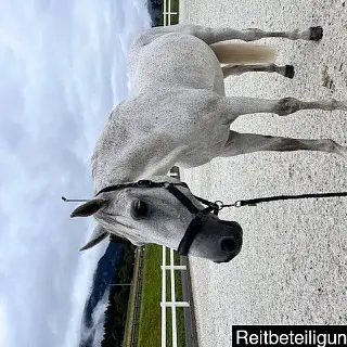 Vorschaubild Nr. 0 zu Reitbeteiligung in 7000 Chur