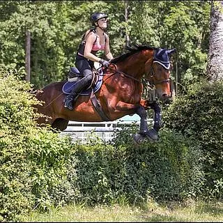 Vorschaubild Nr. 2 zu Reitbeteiligung in 5043 Holziken