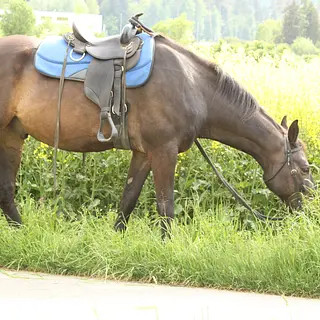 Vorschaubild Nr. 2 zu Reitbeteiligung in 5430 Wettingen