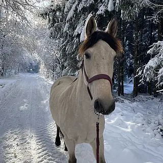 Vorschaubild Nr. 1 zu Reitbeteiligung in 5406 Rütihof