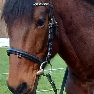 Vorschaubild Nr. 1 zu Reitbeteiligung in 9402 Mörschwil