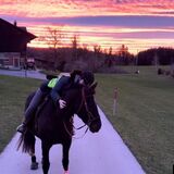 Vorschaubild Nr. 1 zu Reitbeteiligung in 9300 Wittenbach